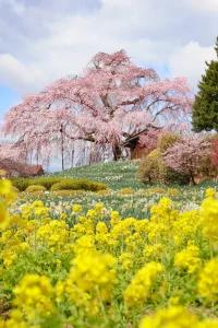 From tokyo To fukushima